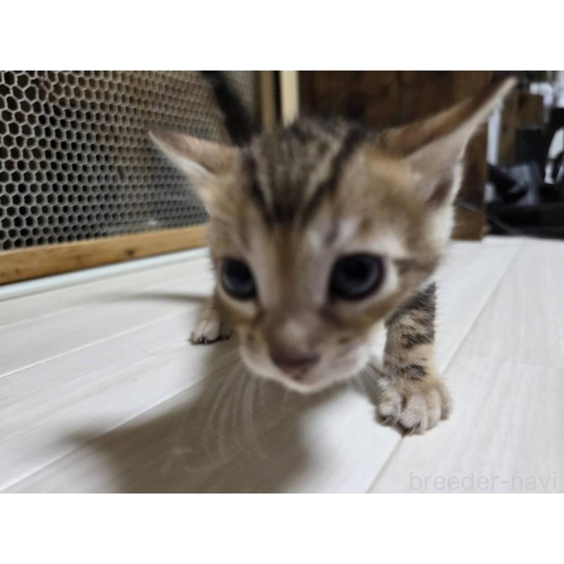 販売中の神奈川県のベンガル-132222の4枚目