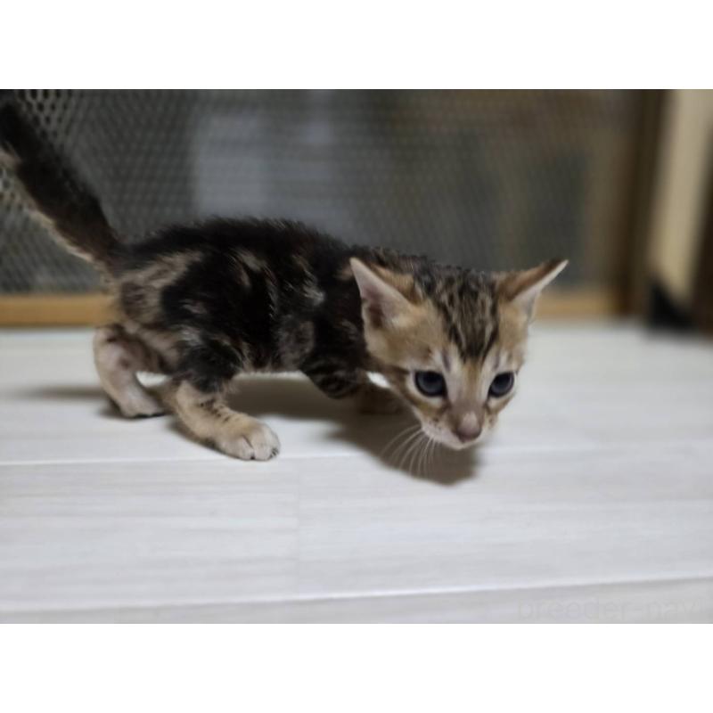 販売中の神奈川県のベンガル-132222の3枚目