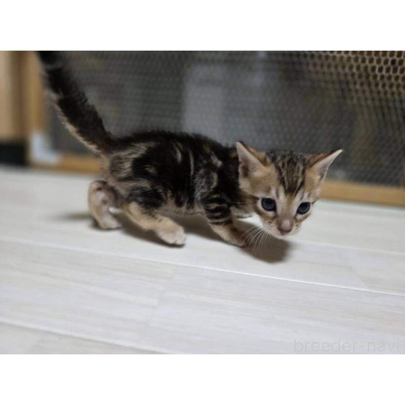 販売中の神奈川県のベンガル-132222の2枚目