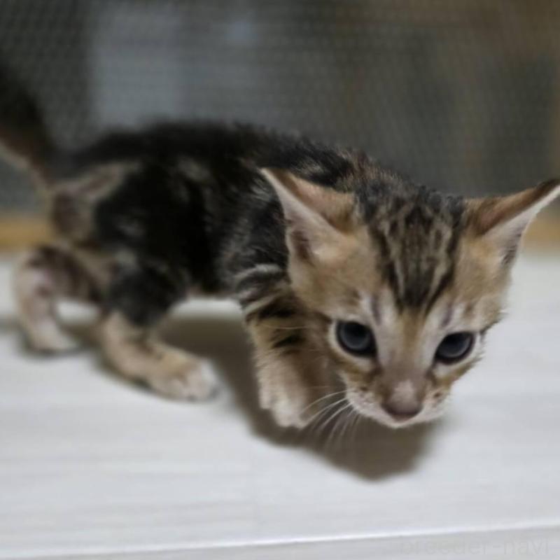 販売中の神奈川県のベンガル-132222の1枚目