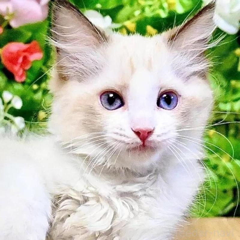 販売中の東京都のラグドール-132223の1枚目