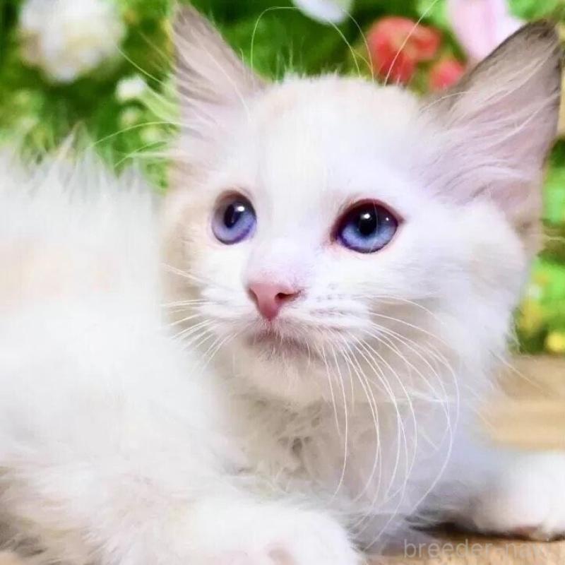 販売中の東京都のラグドール-132224