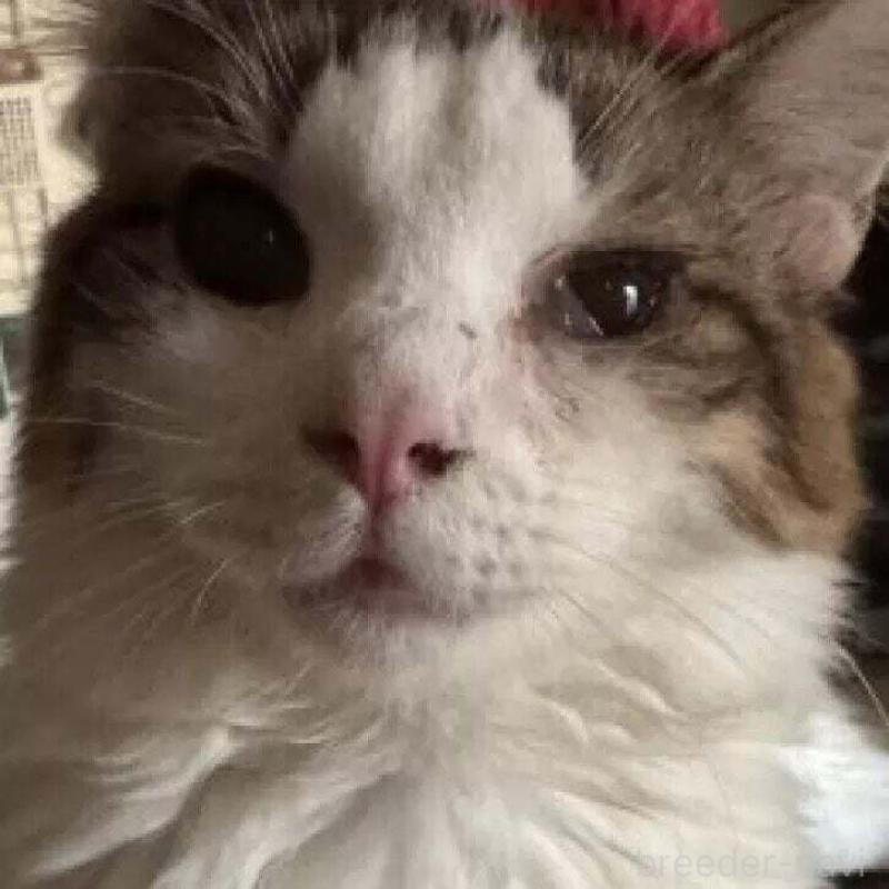 販売中の埼玉県のノルウェージャンフォレストキャット-132225の2枚目