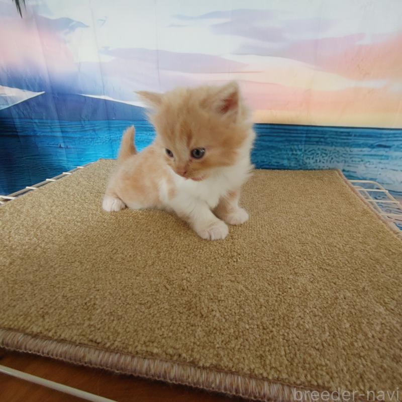 販売中の香川県のマンチカン-132226の2枚目