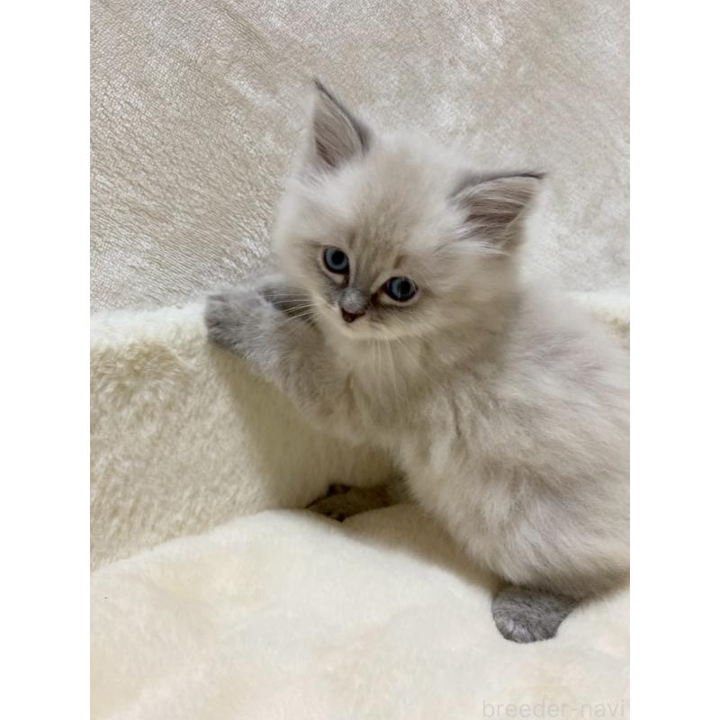 販売中の滋賀県のサイベリアン-132227の7枚目