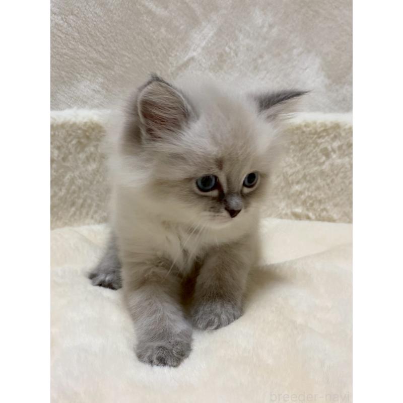 販売中の滋賀県のサイベリアン-132227の6枚目