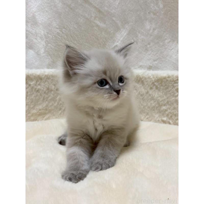 販売中の滋賀県のサイベリアン-132227の5枚目