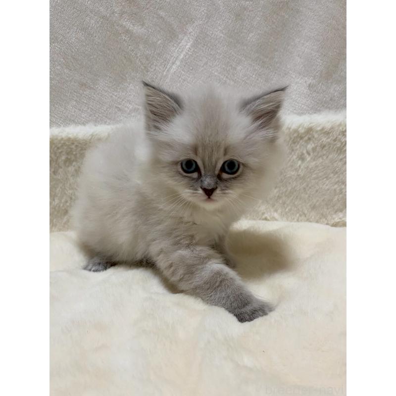 販売中の滋賀県のサイベリアン-132227の4枚目