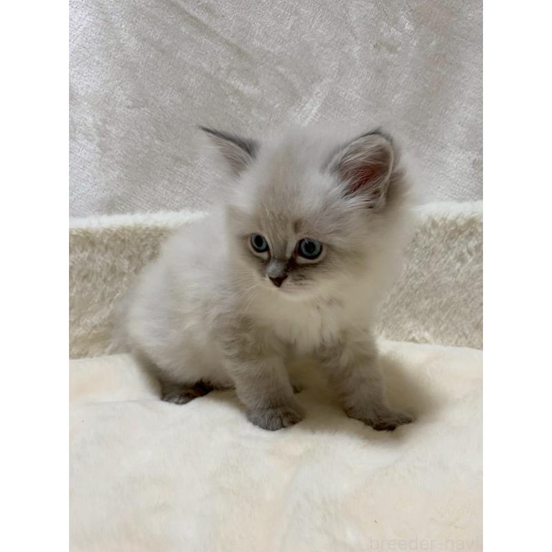 販売中の滋賀県のサイベリアン-132227の3枚目