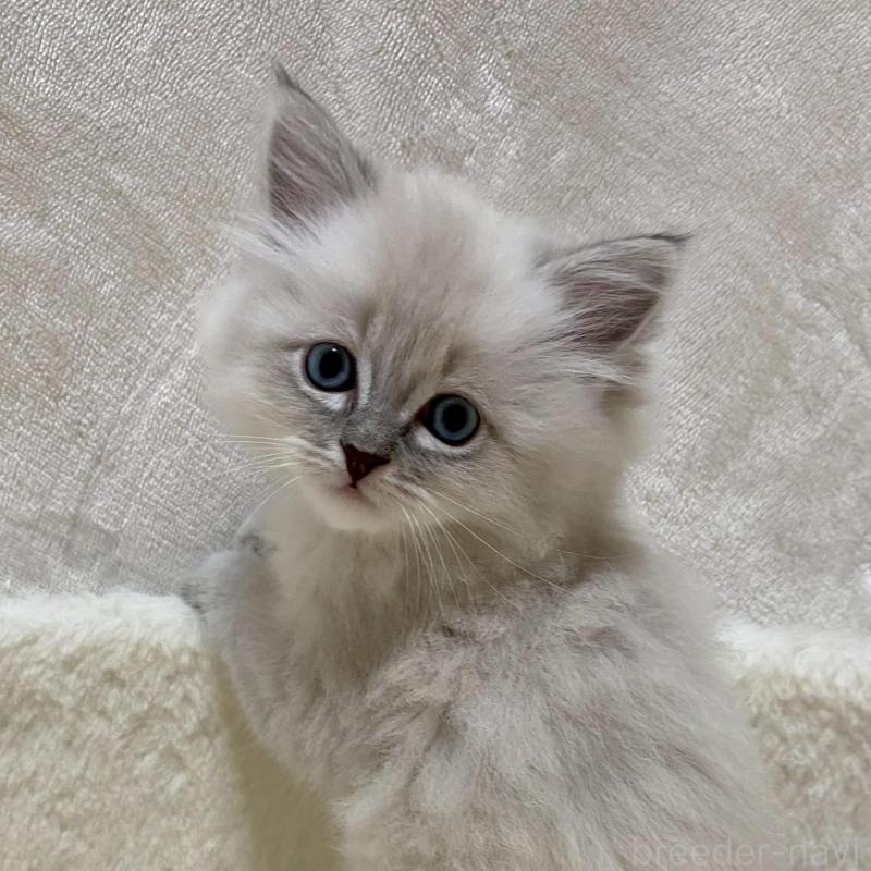 販売中の滋賀県のサイベリアン-132227