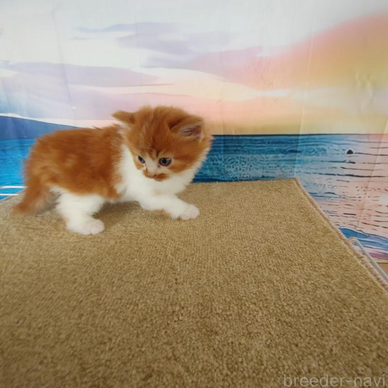 販売中の香川県のマンチカン-132229の3枚目