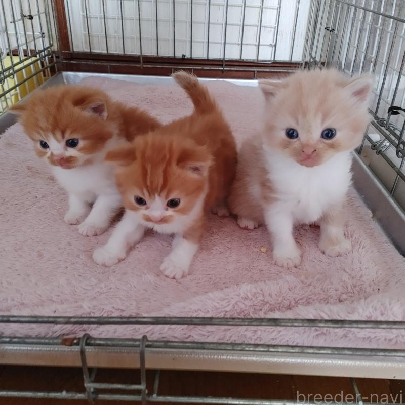 販売中の香川県のマンチカン-132229