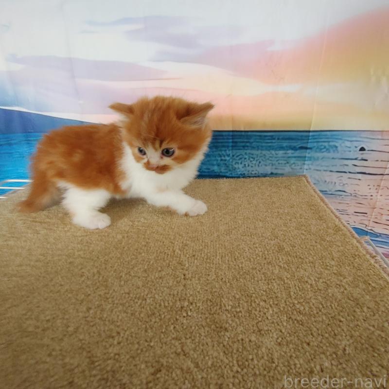 販売中の香川県のマンチカン-132229の2枚目