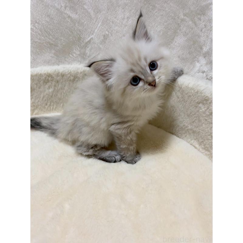 販売中の滋賀県のサイベリアン-132228の8枚目