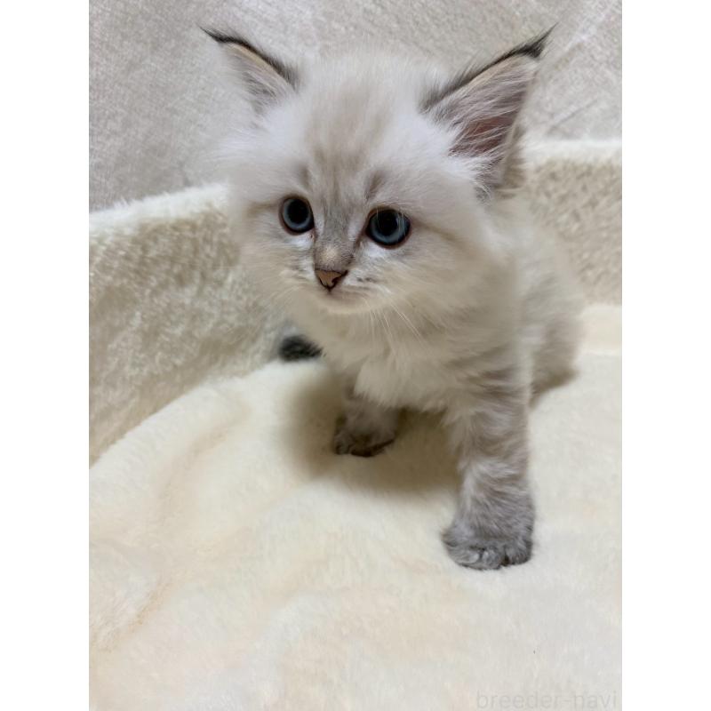 販売中の滋賀県のサイベリアン-132228の7枚目