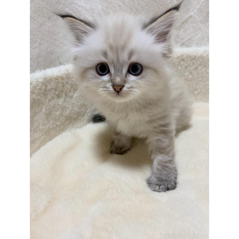 販売中の滋賀県のサイベリアン-132228の6枚目