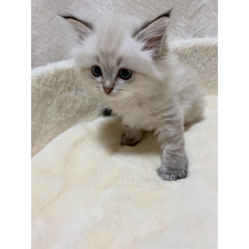 販売中の滋賀県のサイベリアン-132228の5枚目