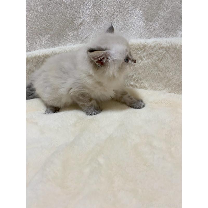 販売中の滋賀県のサイベリアン-132228の4枚目