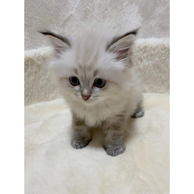 販売中の滋賀県のサイベリアン-132228の3枚目