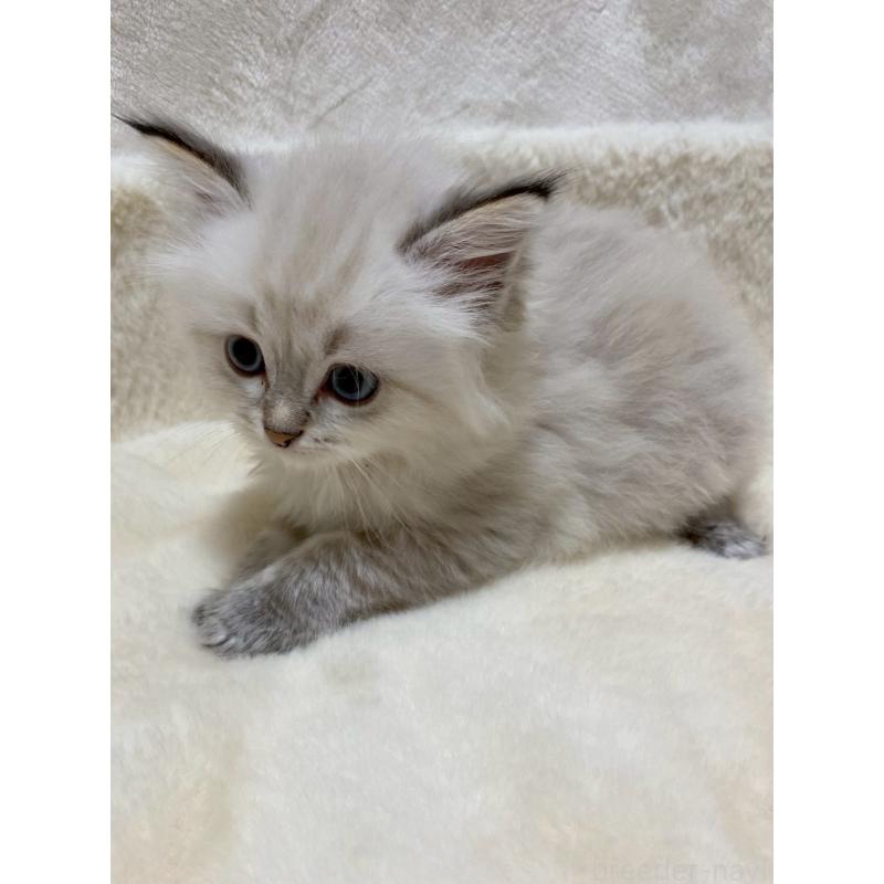 販売中の滋賀県のサイベリアン-132228の2枚目