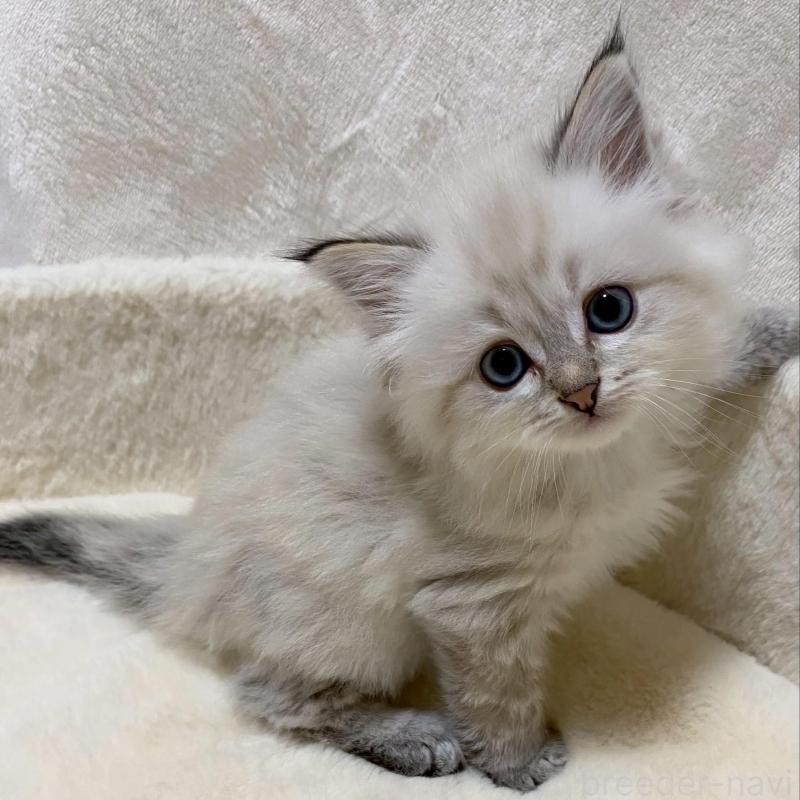 販売中の滋賀県のサイベリアン-132228