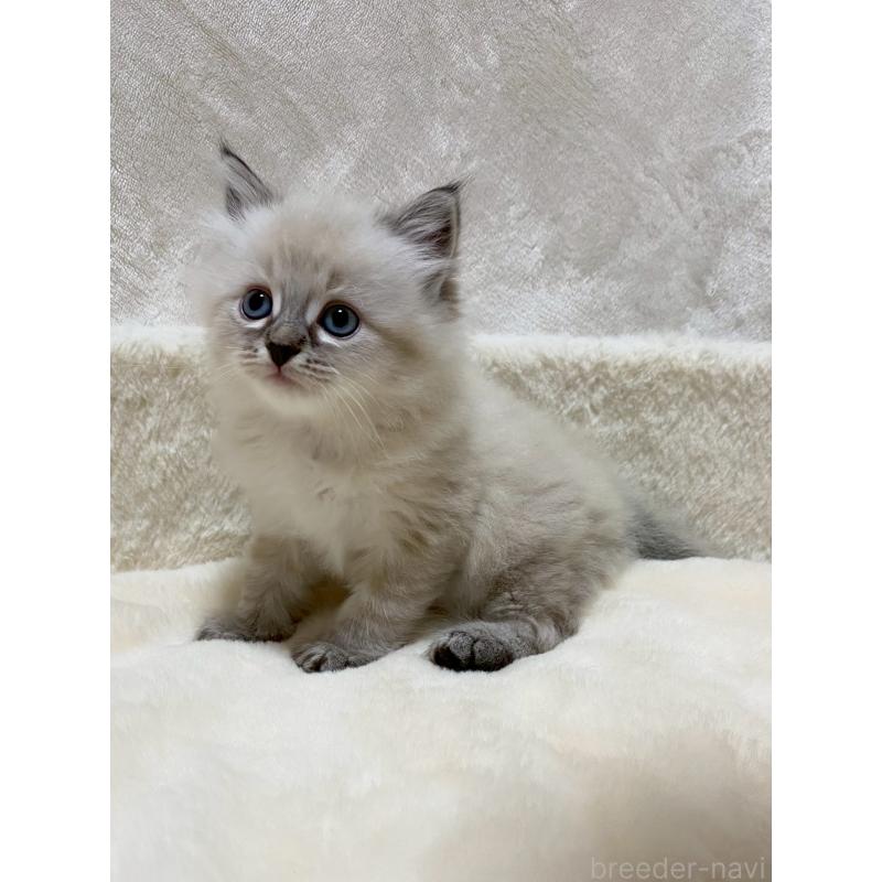 販売中の滋賀県のサイベリアン-132230の10枚目