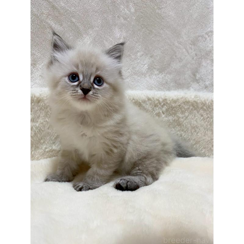 販売中の滋賀県のサイベリアン-132230の9枚目