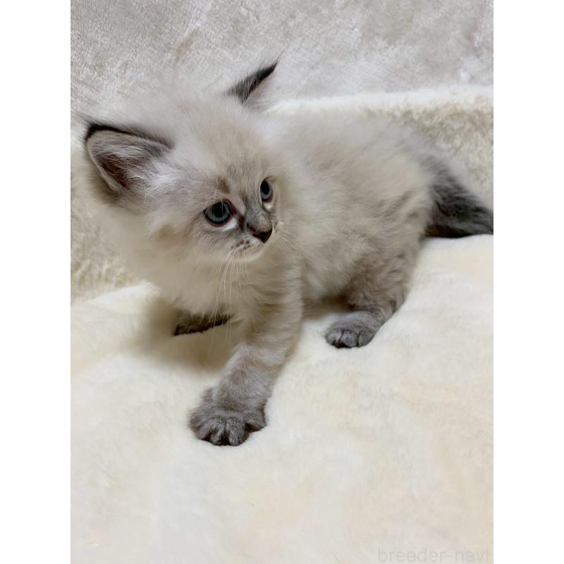 販売中の滋賀県のサイベリアン-132230の8枚目