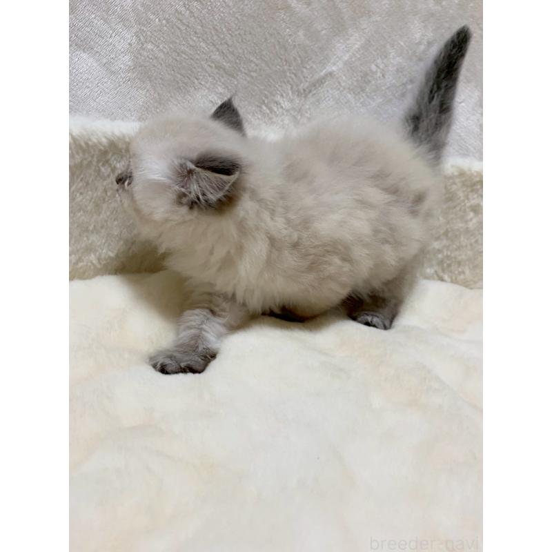 販売中の滋賀県のサイベリアン-132230の7枚目