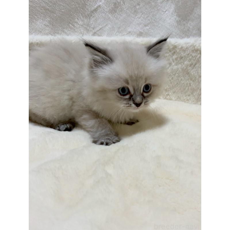 販売中の滋賀県のサイベリアン-132230の6枚目