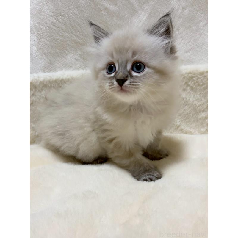 販売中の滋賀県のサイベリアン-132230の5枚目