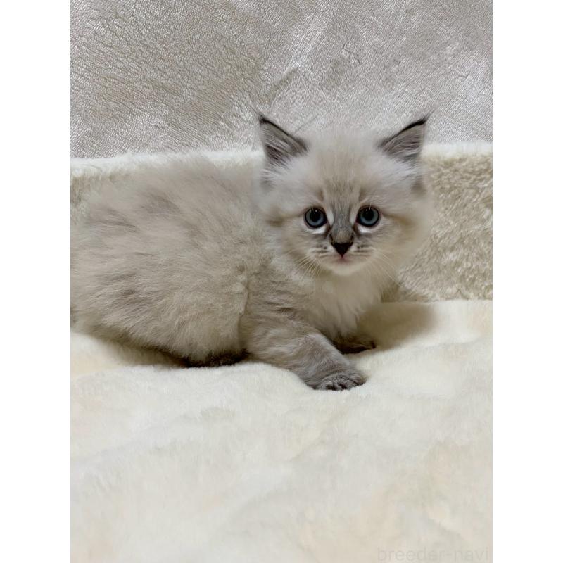 販売中の滋賀県のサイベリアン-132230の4枚目