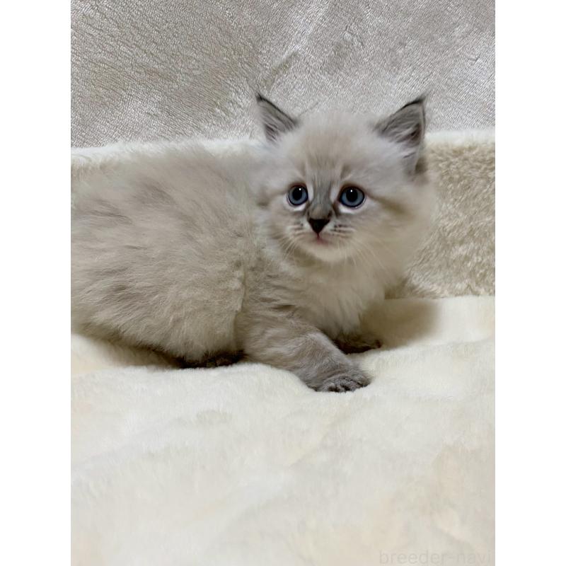 販売中の滋賀県のサイベリアン-132230の3枚目