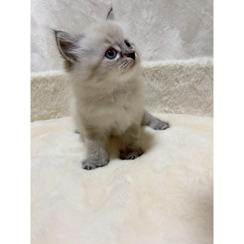 販売中の滋賀県のサイベリアン-132230の2枚目