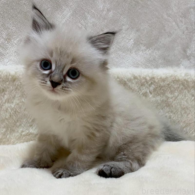 販売中の滋賀県のサイベリアン-132230