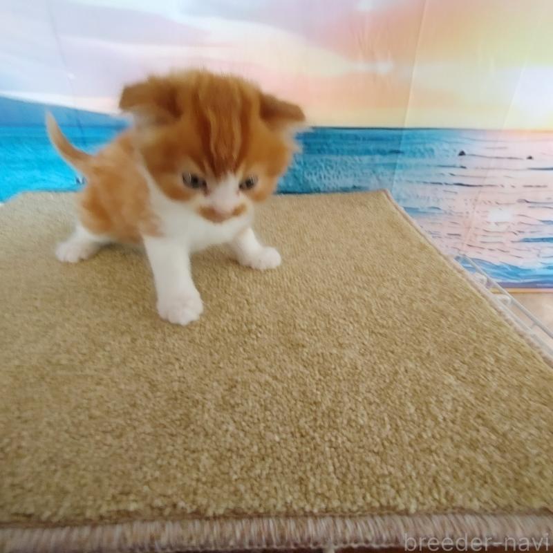 販売中の香川県のマンチカン-132232の2枚目