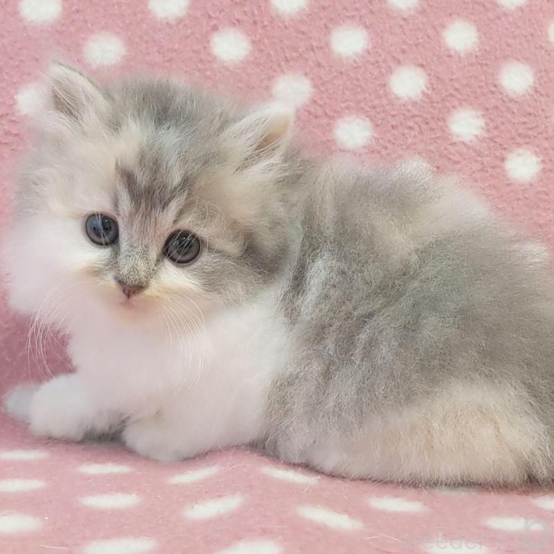 販売中の愛知県のミヌエット-132231の1枚目