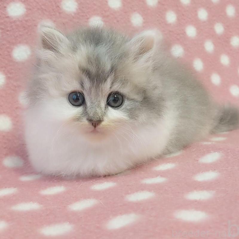 販売中の愛知県のミヌエット-132231の3枚目