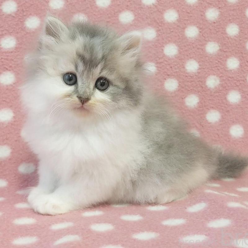 販売中の愛知県のミヌエット-132231の2枚目