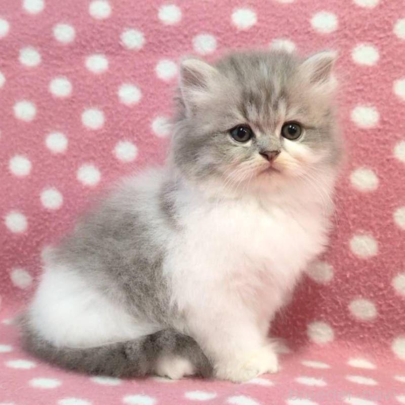 販売中の愛知県のミヌエット-132233の1枚目