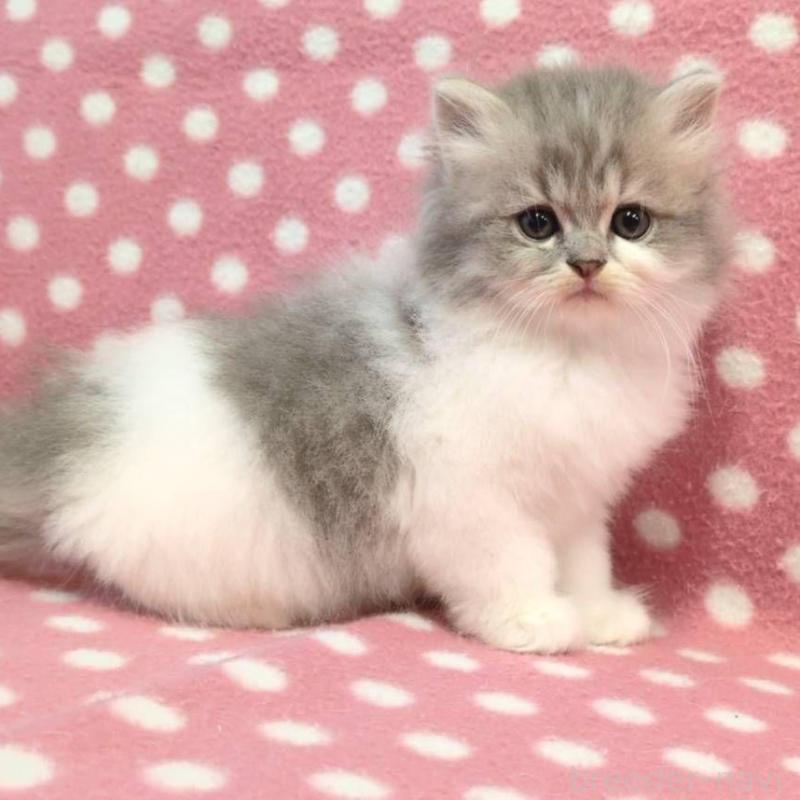 販売中の愛知県のミヌエット-132233の3枚目