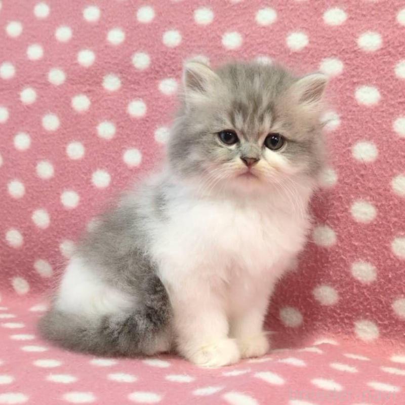 販売中の愛知県のミヌエット-132233の2枚目