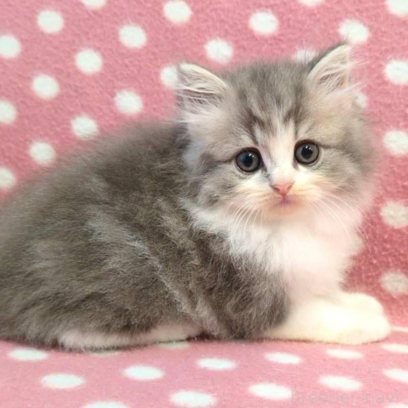 販売中の愛知県のミヌエット-132234の1枚目