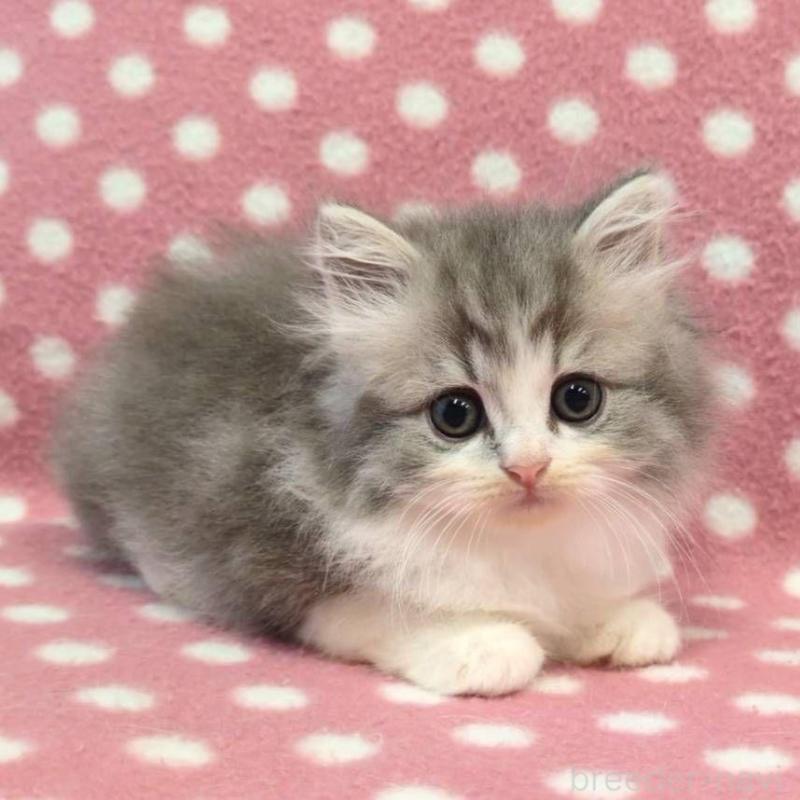 販売中の愛知県のミヌエット-132234の3枚目