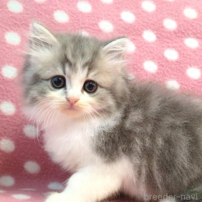 販売中の愛知県のミヌエット-132234の2枚目