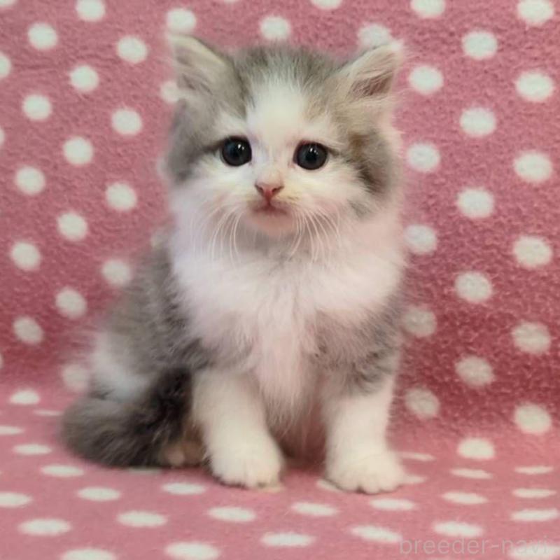 販売中の愛知県のミヌエット-132235の3枚目