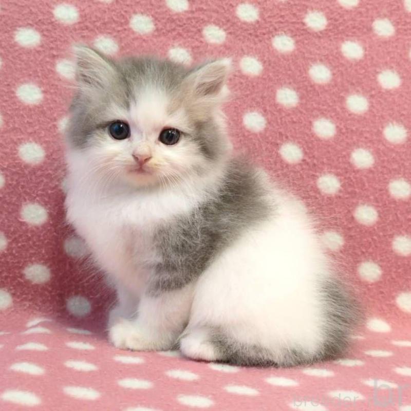 販売中の愛知県のミヌエット-132235の2枚目