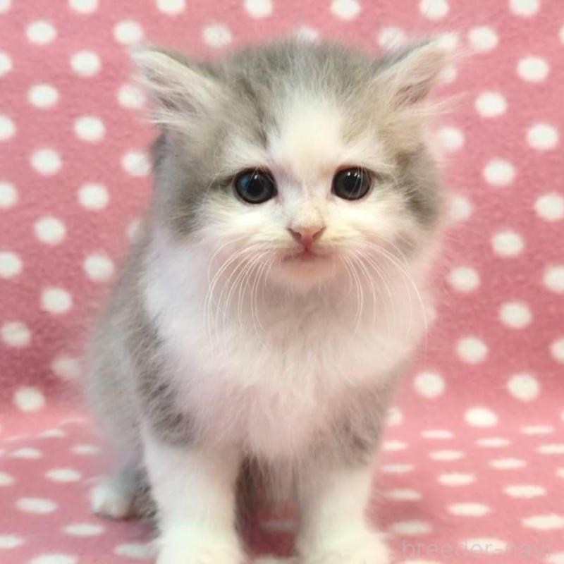 販売中の愛知県のミヌエット-132235の1枚目