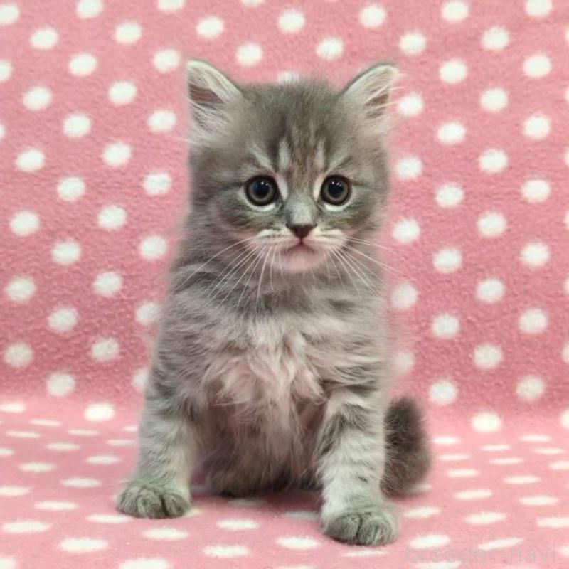 販売中の愛知県のミヌエット-132236の1枚目