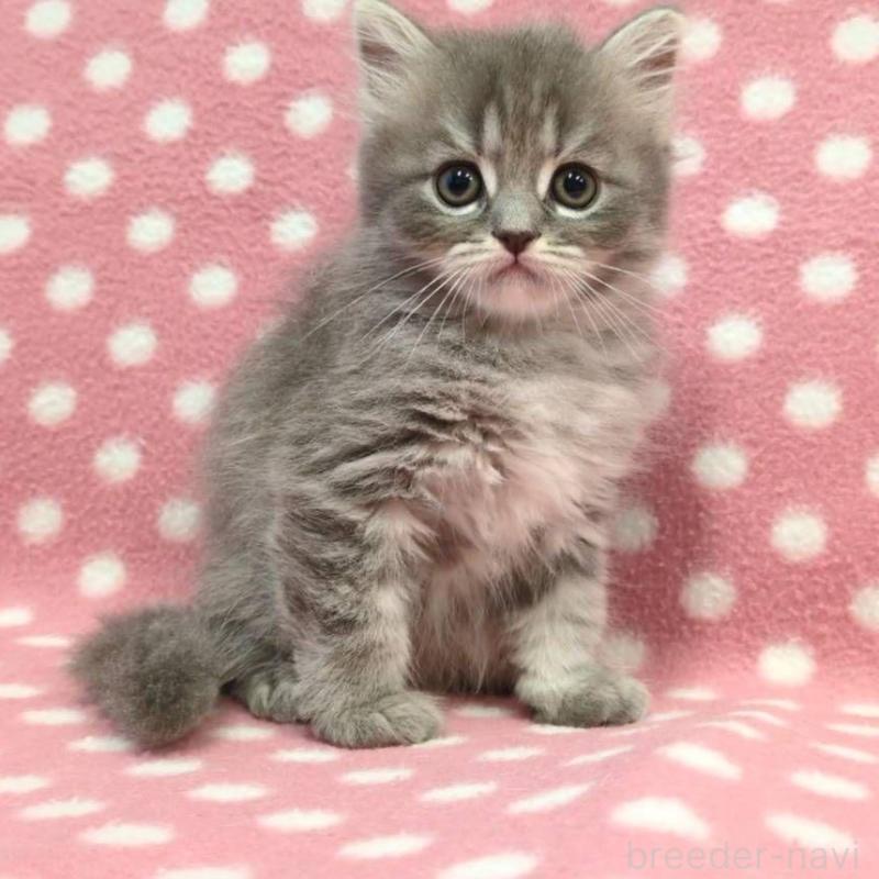 販売中の愛知県のミヌエット-132236の3枚目